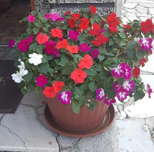 Gæstehus Pip Velingrad